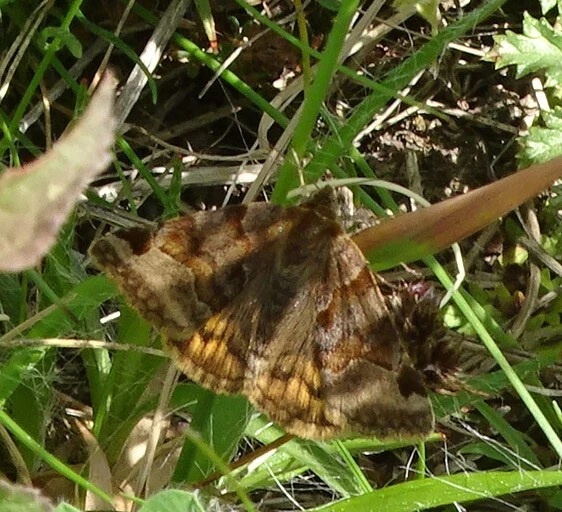 Euclidia glyphica - közönséges nappalibagoly
