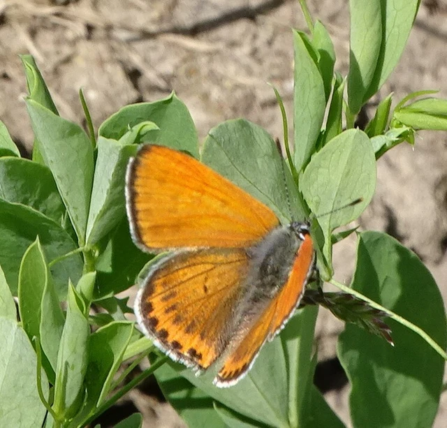 Lycaena thersamon - kis tűzlepke