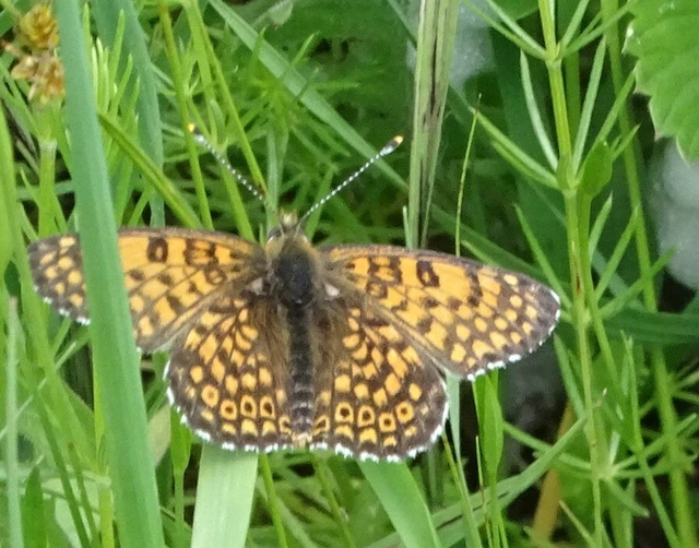 Melitaea cinxia - réti tarkalepke