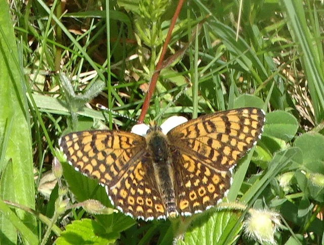Melitaea cinxia - réti tarkalepke