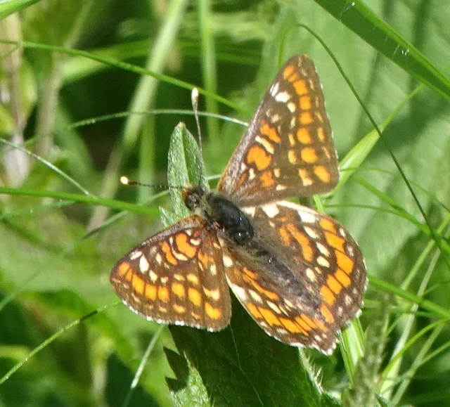 Euphydryas maturna - díszes tarkalepke