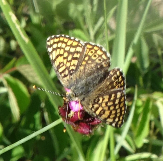 Melitaea cinxia - réti tarkalepke