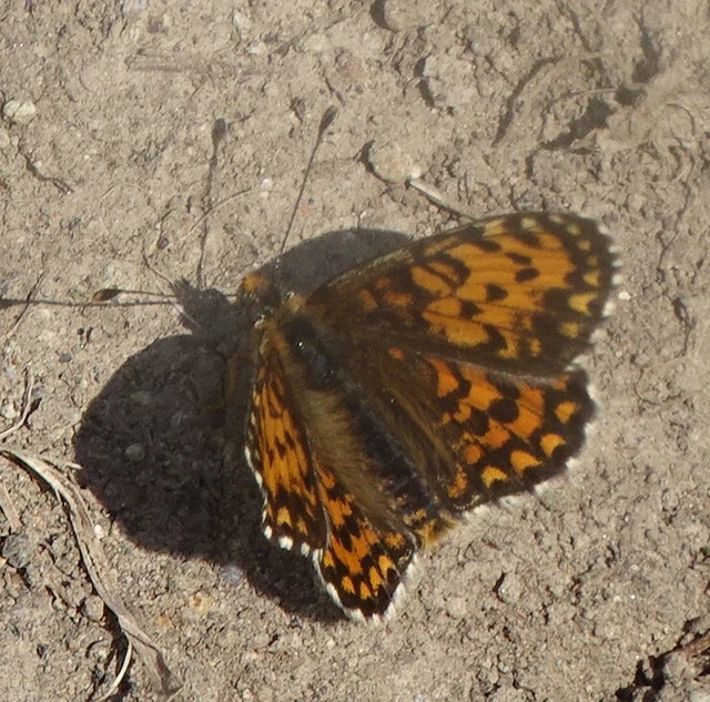 Melitaea trivia - kis tarkalepke