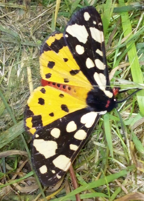 Arctia villica - fekete medvelepke