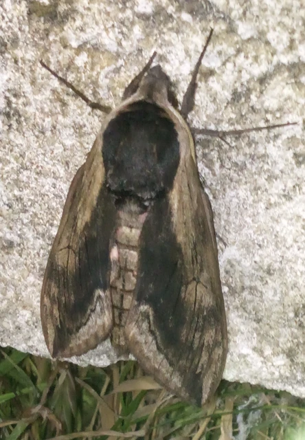 fagyalszender - Sphinx ligustri