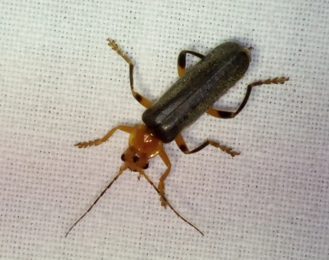 Cantharis livida - mezei lágybogár