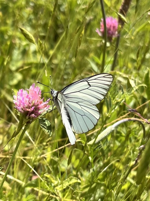 Aporia crataegi - galagonyalepke