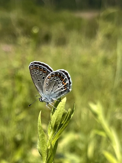 Plebejus idas - északi boglárka