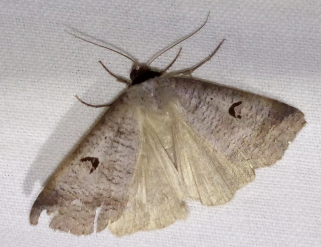 Lygephila pastinum - közönséges csüdfűbagoly