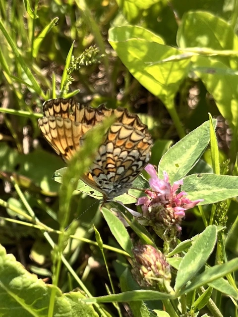 Melitaea phoebe - nagy tarkalepke