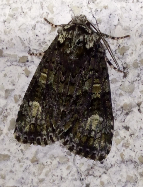 fagyalbagoly - Craniophora ligustri