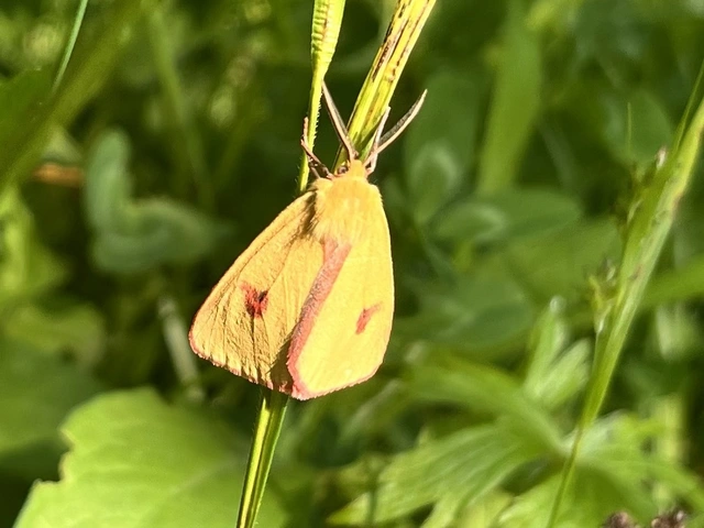 vörösszélű medvelepke - Diacrisia sannio