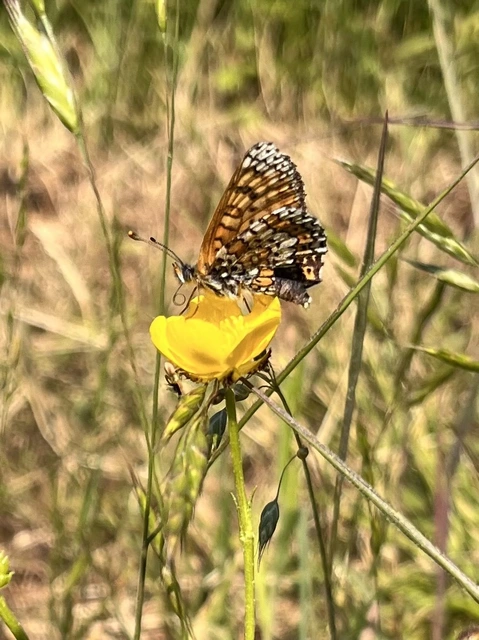 Melitaea cinxia - réti tarkalepke