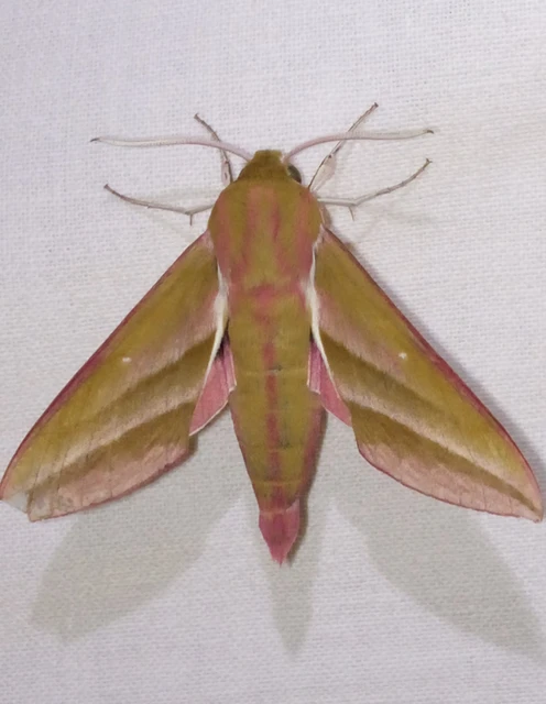 Deilephila elpenor - szőlőszender