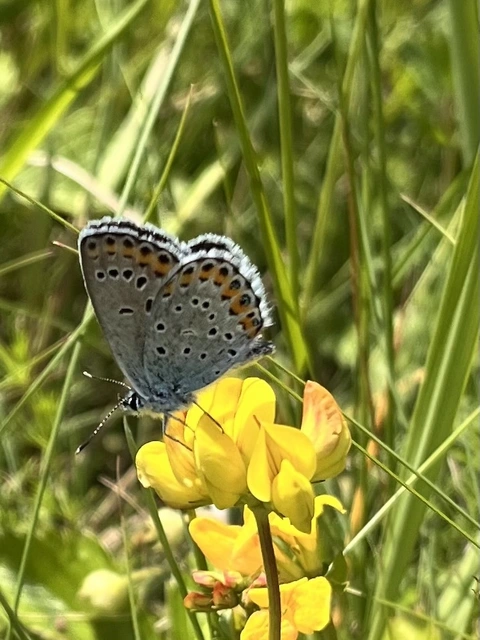 Plebejus argyrognomon - tintakék boglárka