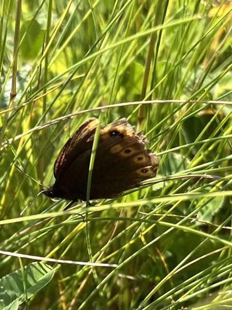 Erebia medusa - tavaszi szerecsenlepke