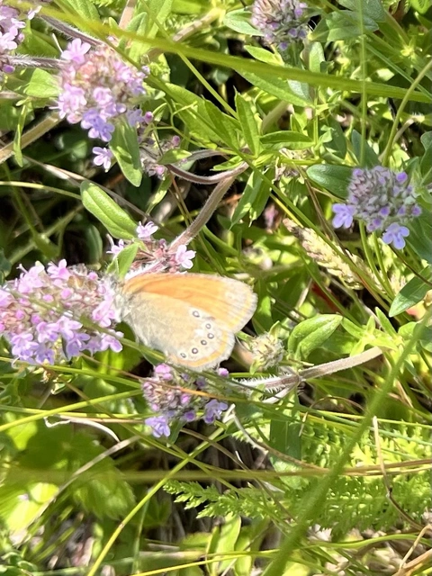 Coenonympha glycerion - közönséges szénalepke