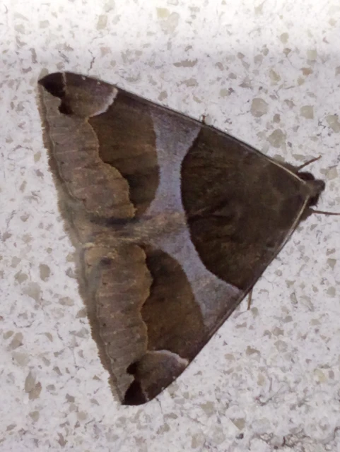 Dysgonia algira - déli porcelánbagoly