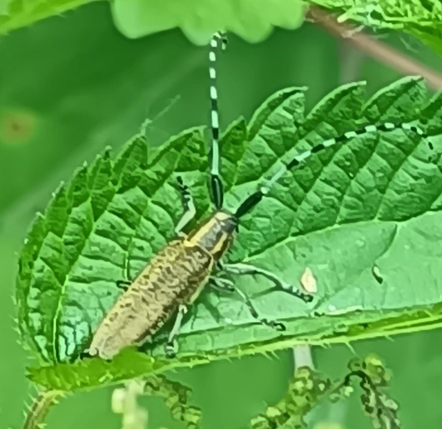 Agapanthia villosoviridescens - fehérgyűrűs bogáncscincér