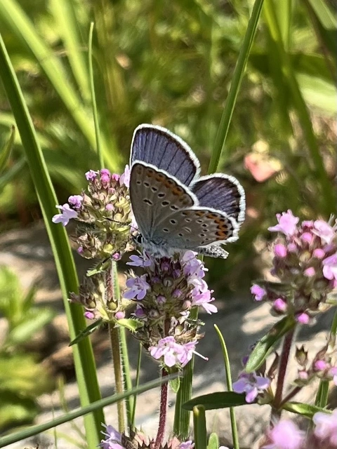 Plebejus idas - északi boglárka