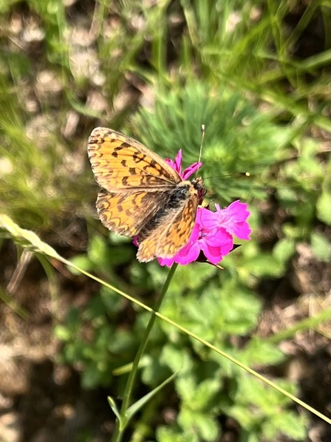 Melitaea trivia - kis tarkalepke