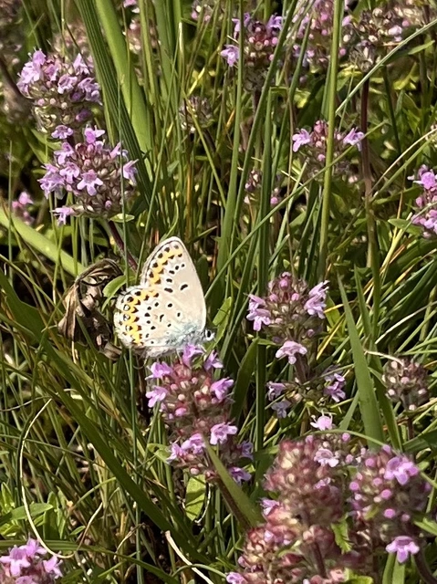 Plebejus idas - északi boglárka