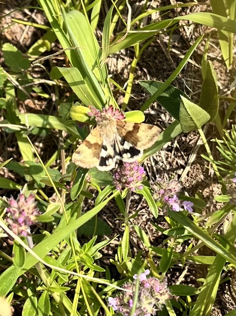 somkóróbagoly - Heliothis adaucta