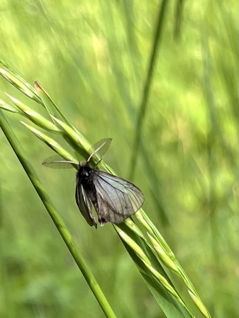 réti gyapjaslepke - Pentophera morio