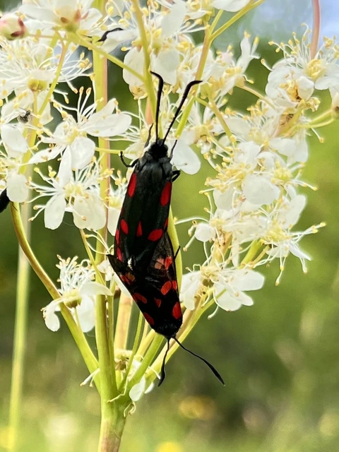 Zygaena filipendulae - acélszínű csüngőlepke
