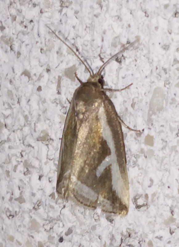 Deltote uncula - lápi apróbagoly