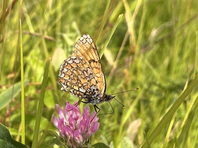 Melitaea phoebe - nagy tarkalepke