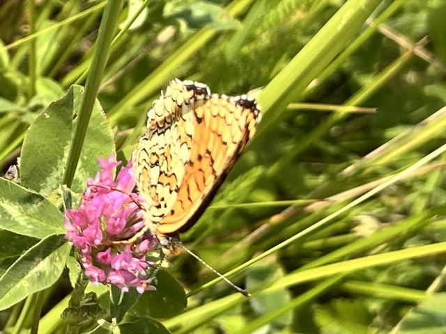 Melitaea phoebe - nagy tarkalepke
