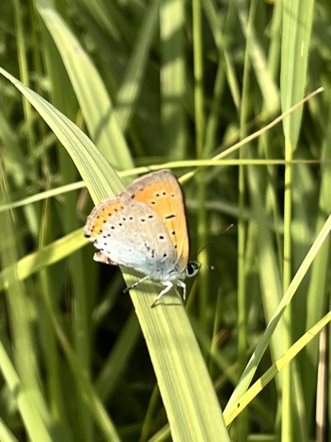 Lycaena dispar rutilus - nagy tűzlepke