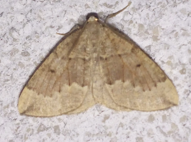 hegyi szemcsésaraszoló - Puengeleria capreolaria