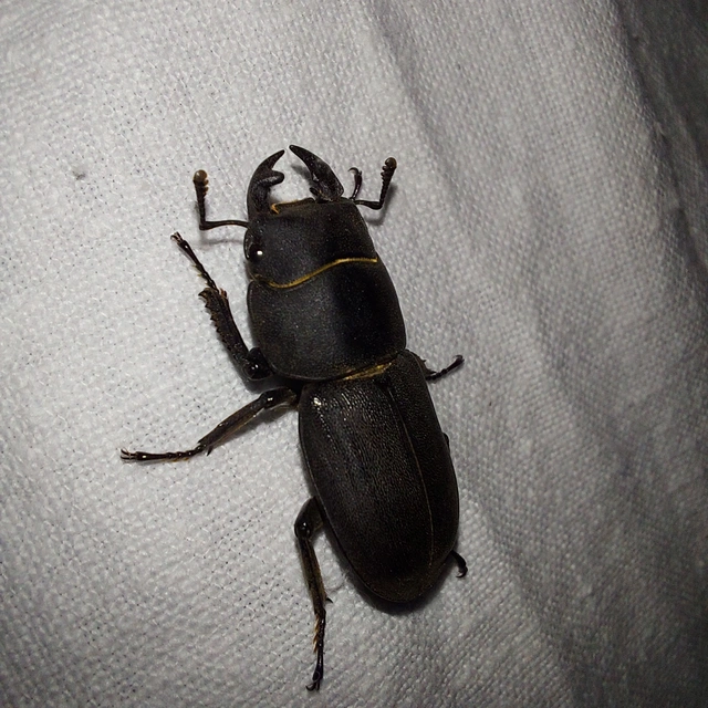 Dorcus parallelipipedus - kis szarvasbogár