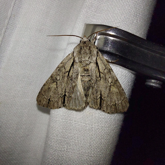 Acronicta cuspis/tridens/psi