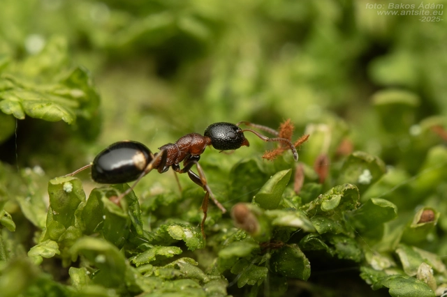 Dolichoderus quadripunctatus - négypettyes erdeihangya