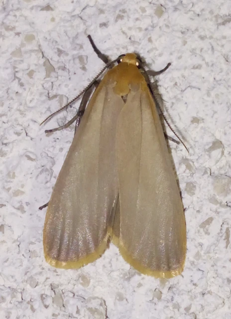 lapos zuzmószövő - Eilema depressa