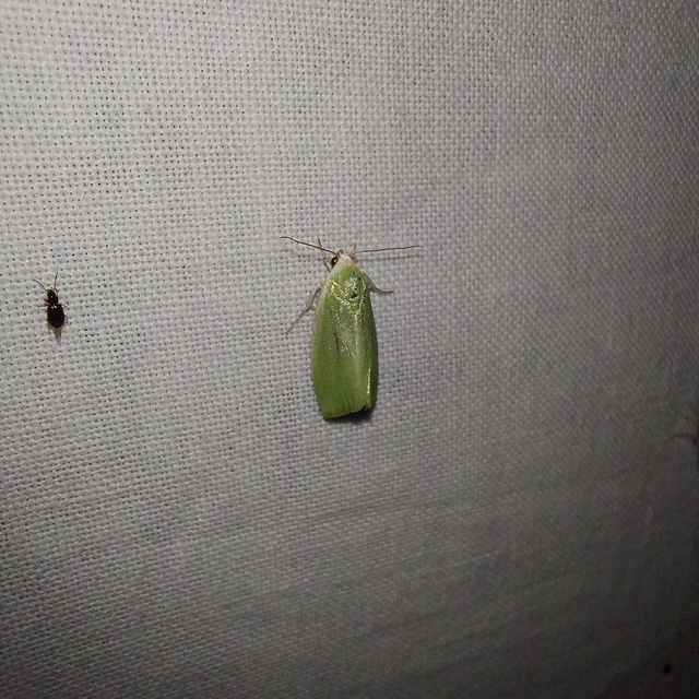 fűzfa-zöldbagoly - Earias clorana