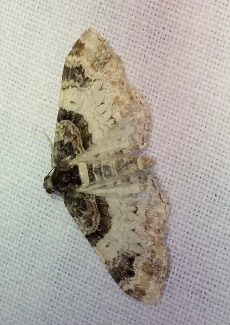 csuklyás tarkaaraszoló - Catarhoe cuculata