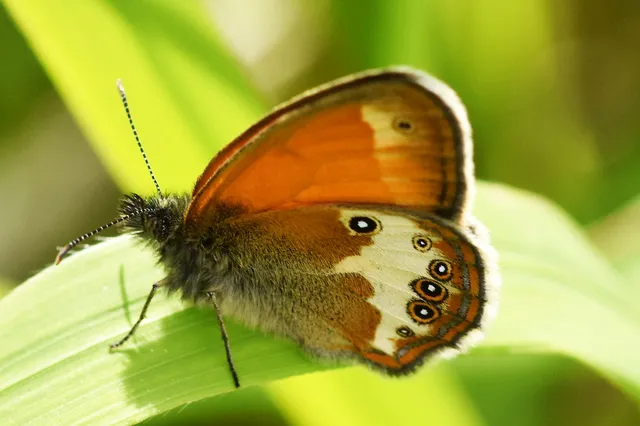Coenonympha arcania - fehéröves szénalepke