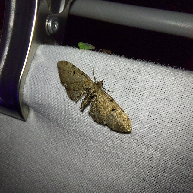 üröm-törpearaszoló - Eupithecia absinthiata