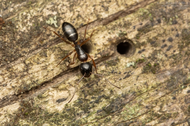 Camponotus fallax - ligeti lóhangya