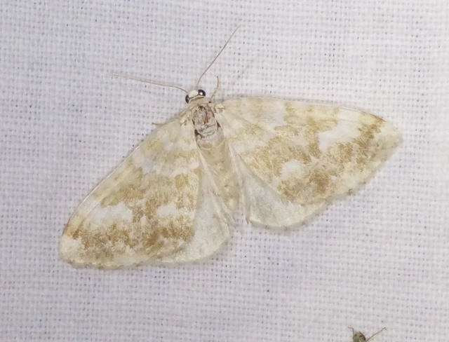 sárgasávos fehéraraszoló - Perizoma flavofasciata