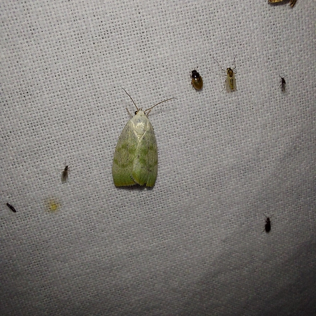 nyárfa-zöldbagoly - Earias vernana