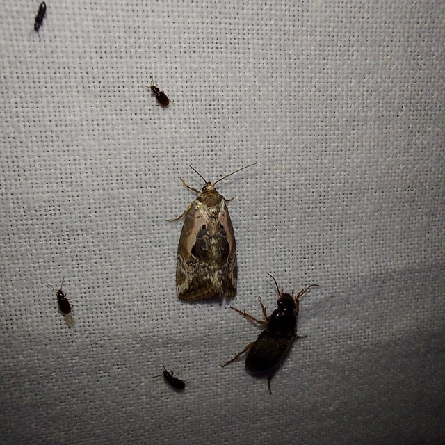 Hapalotis venustula - rózsaszínű mázasbagoly