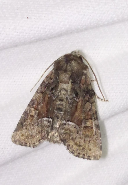 Oligia strigilis/latruncula/versicolor