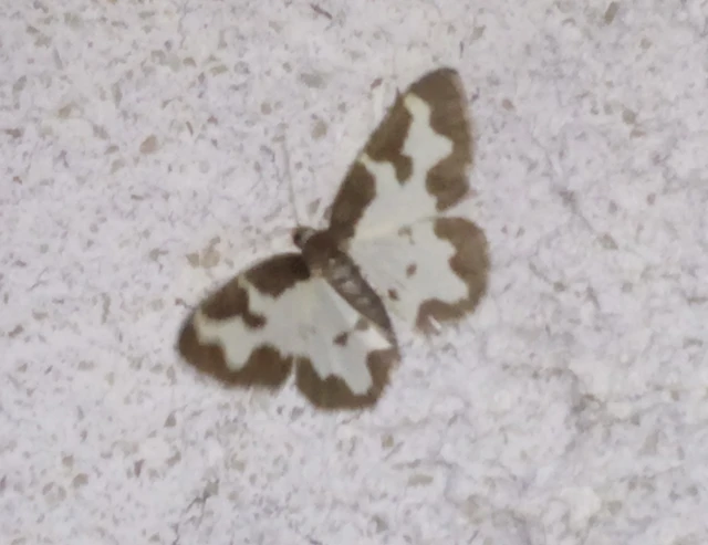 Lomaspilis marginata - szegélyes nyárfaaraszoló Lomaspilis marginata - szegélyes nyárfaaraszoló