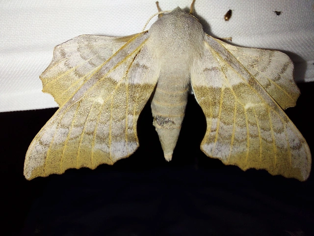 nyárfaszender - Laothoe populi