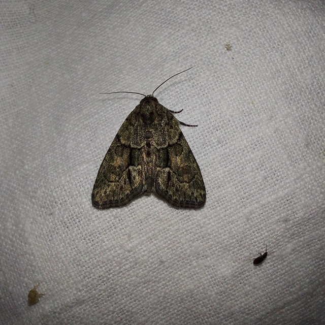 Cryphia fraudatricula - homoki zuzmóbagoly